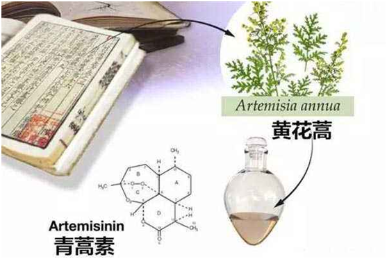 ld乐动网页版在线登录,登录入口：向中医药看齐，与世界共享中医药文化(图1)